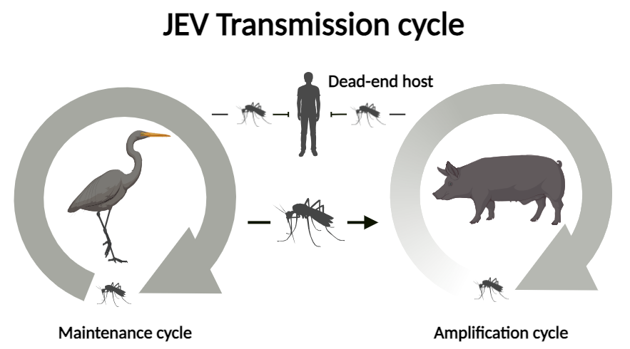 Australian Vertebrate Hosts of JEV