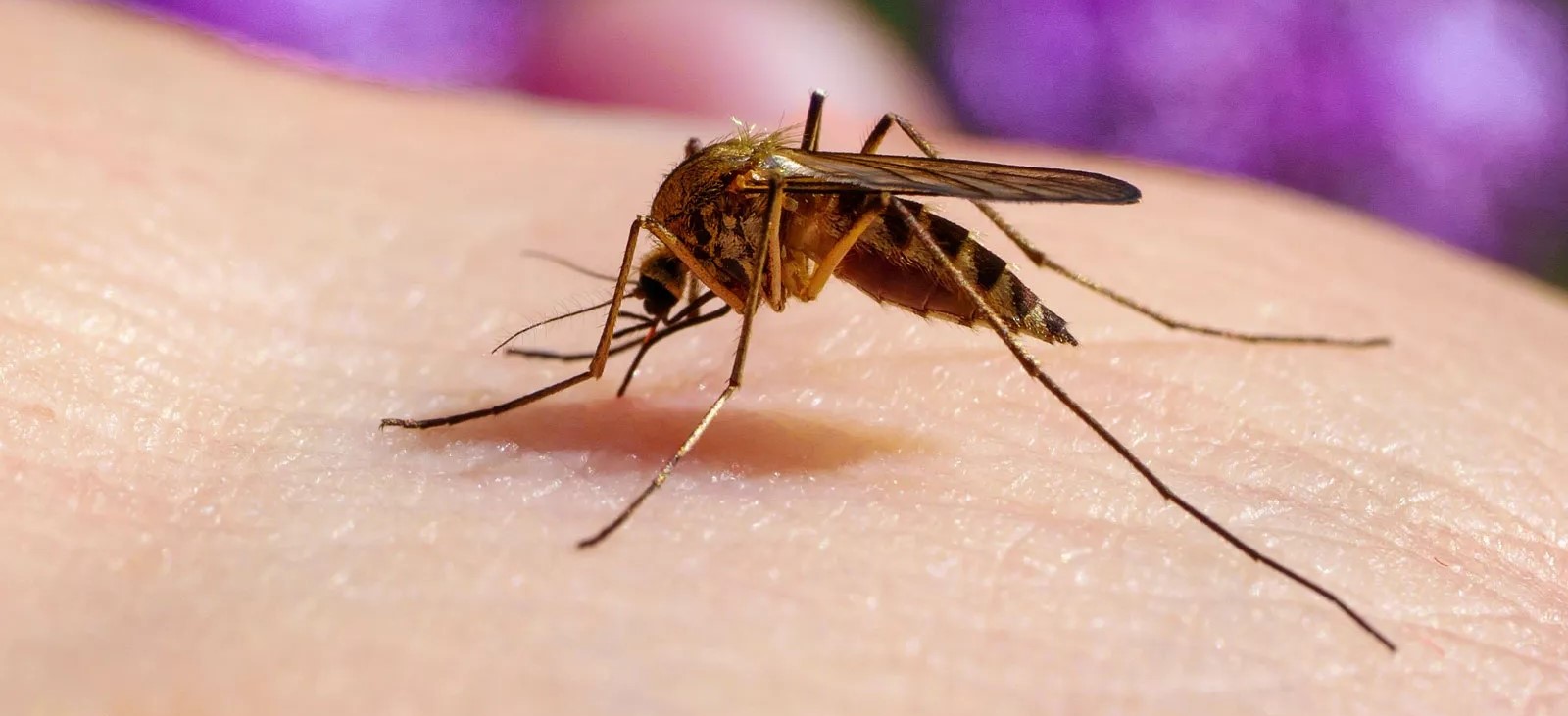 Bloodfed mosquito collection